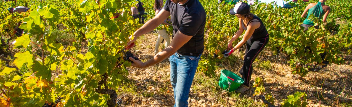 Vendange Narbonne