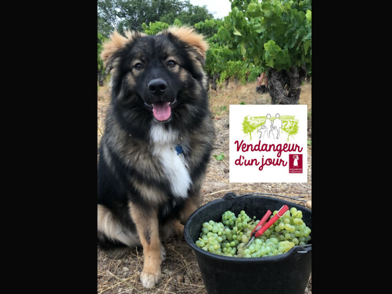 chien seau raisins Domaine de l-Aster.jpg