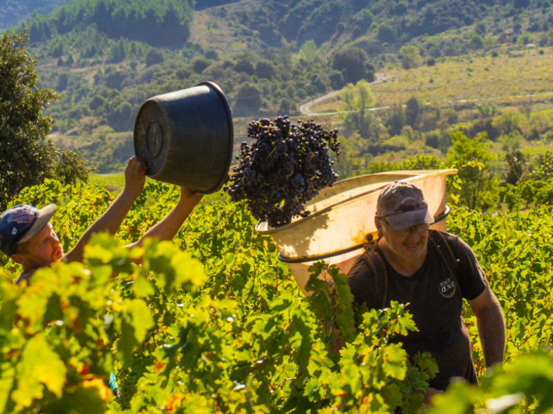 vendange narbonne 2.jpeg