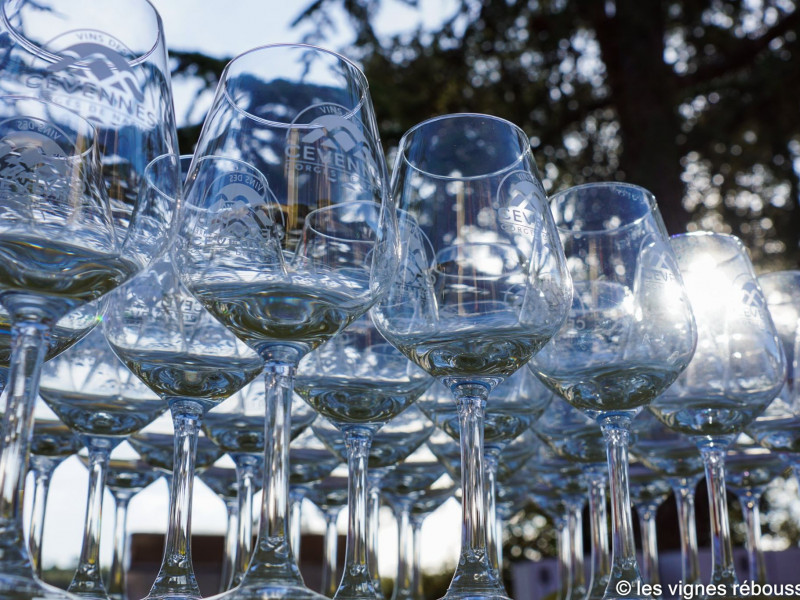 vignes réboussières.jpg